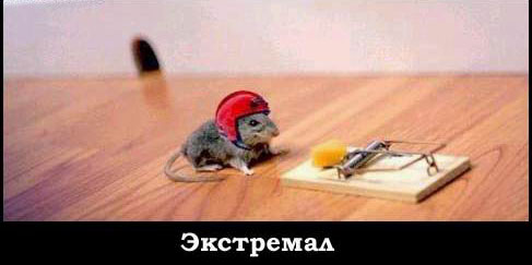 http://www.voyaki.ru/kartinki/animals/big/15.jpg